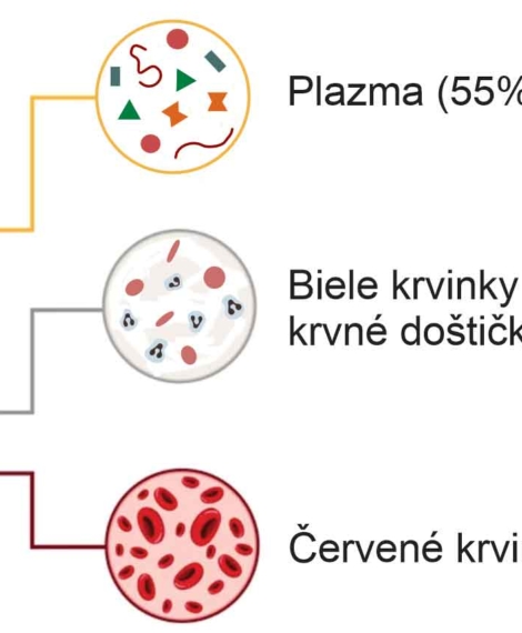 Zloženie krvi